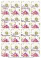 Cosmos Mix Matching Floral Perfume Mixed Sentiment Cards