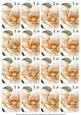 Boran Magnolia Matching Floral Perfume Mixed Sentiment Cards