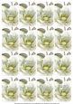 Olive Magnolia Matching Floral Perfume Mix Sentiment Cards