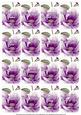 Purple Magnolia Matching Floral Perfume Mix Sentiment Cards