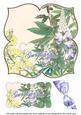 Lupins Get Well Soon 8in Large Blooms Fancy Topper