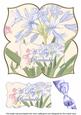 Agapanthus Day to Remember 8in Large Blooms Fancy Topper