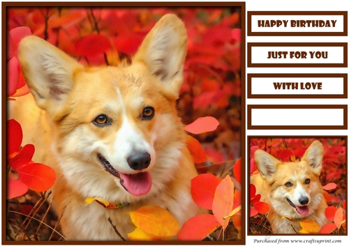 Cute Dog Quick Card 2