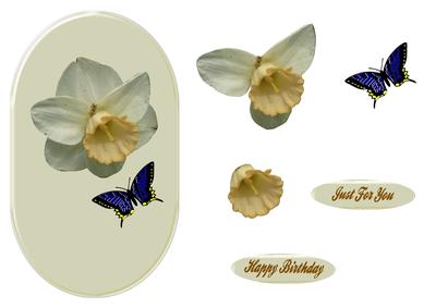 Narcissus and Butterfly