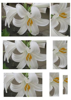 White Lilies Pyramid