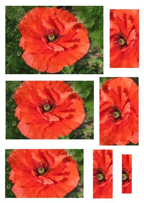 Poppy Pyramid