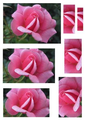 Pink Rose Pyramid