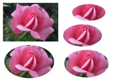 Pink Rose Oval Pyramid
