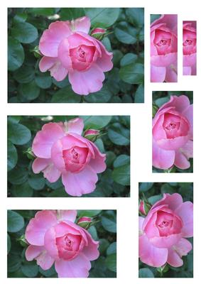 Pink Rose Pyramid