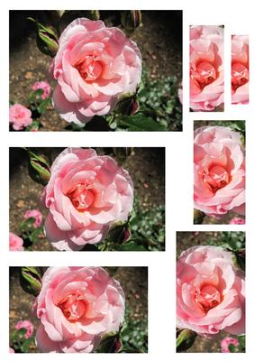 Pink Rose Pyramid 2