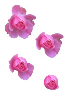 Pink Rose 3D Decoupage