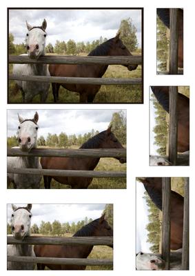 Two Horses Behind a Fence Pyramid