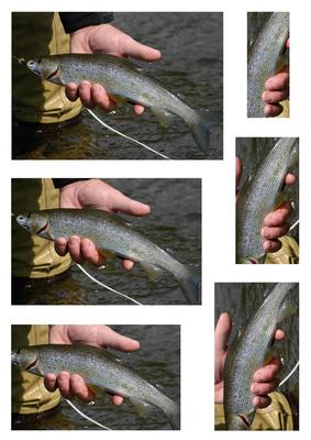 Arctic Grayling Pyramid