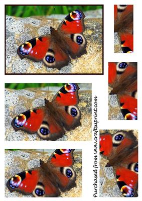 Peacock Butterfly Pyramid