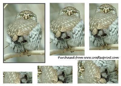 Northern Pygmy Owl Pyramid