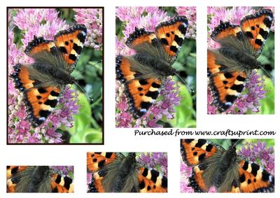 Tortoiseshell Butterfly Pyramid