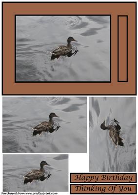 Wild Duck on Lake Quick Card