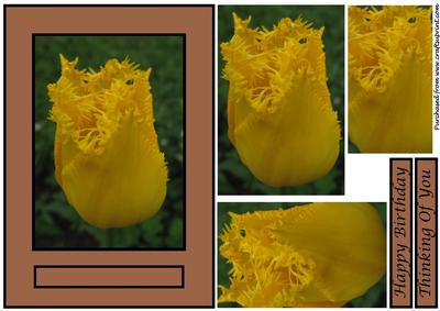 Floral Tulip Quick Card