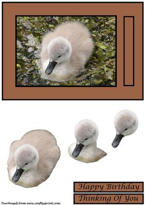 Cute Baby Swan 3D Decoupage