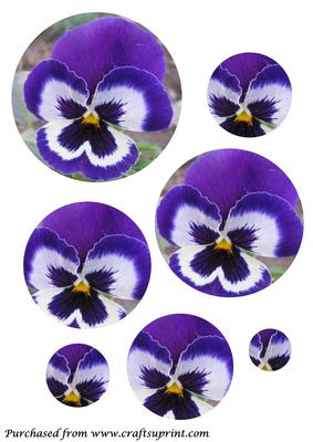 Blue Pansy Circle Pyramid