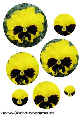 Yellow Pansy Circle Pyramid