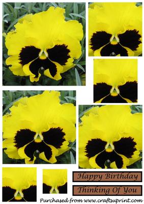 Yellow Pansy Square Pyramid