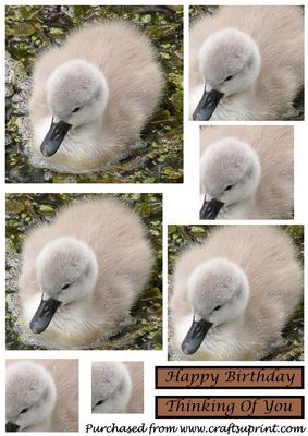 Cute Baby Swan Square Pyramid