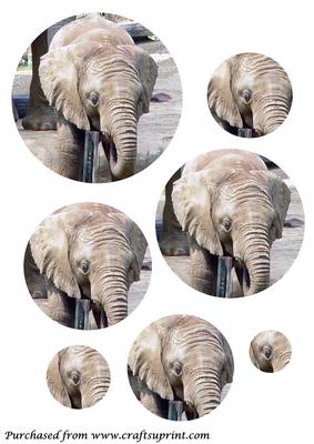 Baby Elephant Circle Pyramid
