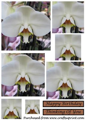 White Orchid Square Pyramid