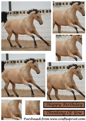 Playful Horse Square Pyramid