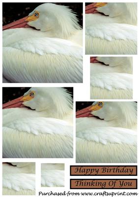 American White Pelican Square Pyramid