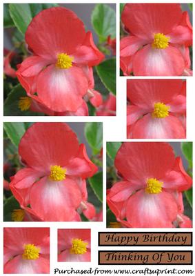 Begonia Flower Square Pyramid