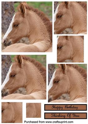 Foal Square Pyramid