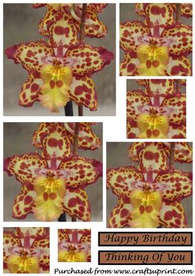 Purple and Yellow Orchid Square Pyramid