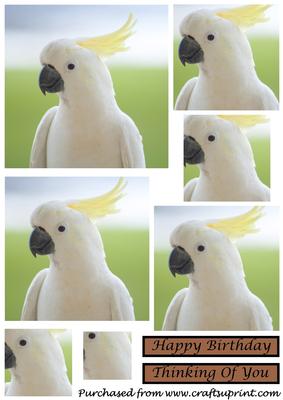 White Cockatoo Square Pyramid