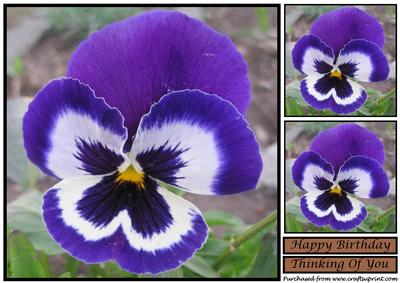 Blue Pansy Topper