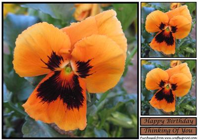 Orange Pansy Topper
