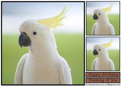 White Cockatoo Topper