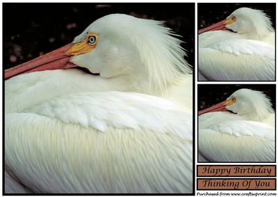 American White Pelican Topper