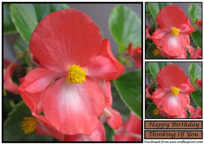 Begonia Flower Topper