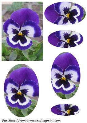 Blue Pansy Oval Pyramid