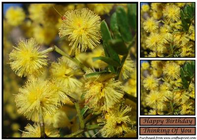 Yellow Wattle Flowers Topper