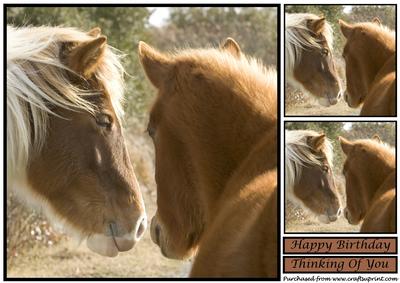 Wild Horses Topper