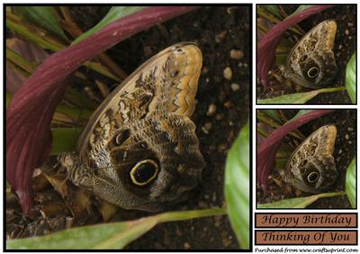 Owl Butterfly Topper