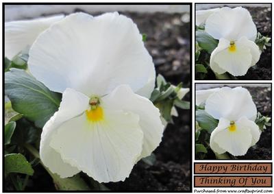 White Pansy Topper 2