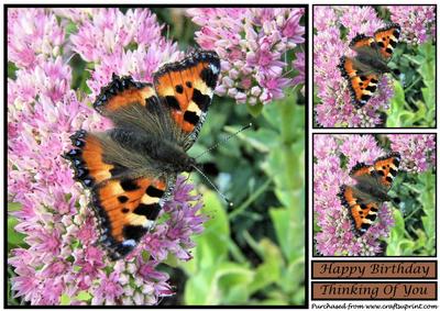 Tortoiseshell Butterfly Topper