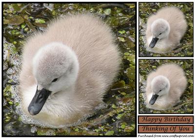 Cute Baby Swan Topper