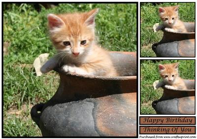 Cute Kitten in a Pot Topper