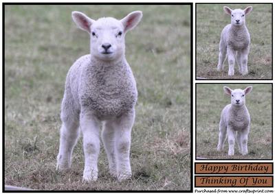 Cute Little Lamb Topper