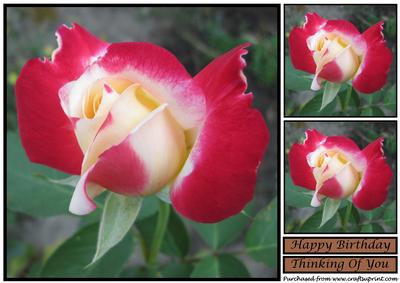 Floral Rose Topper 2